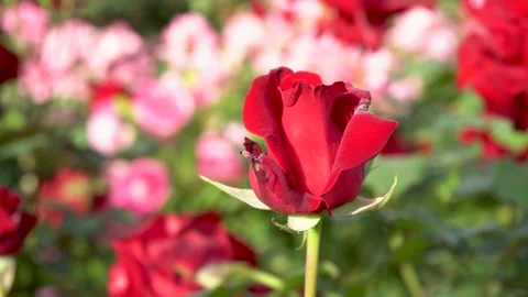 The rose blossoms in the garden Stock Footage 154295084