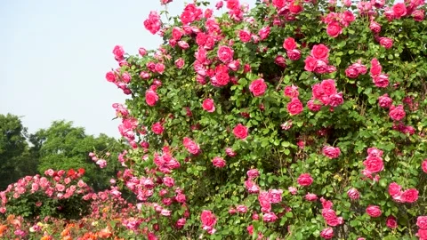 The rose blossoms in the garden Stock Footage 154295482