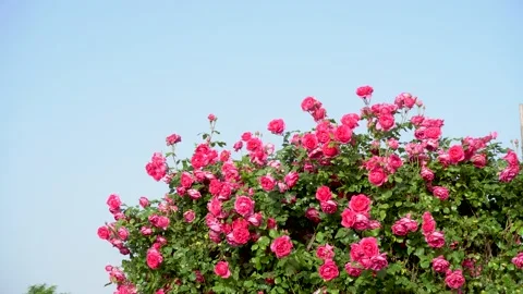 The rose blossoms in the garden Stock Footage 154295487