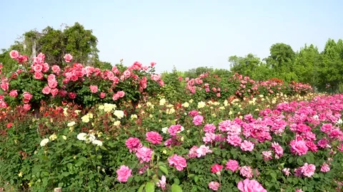 The rose blossoms in the garden Stock Footage 154295489