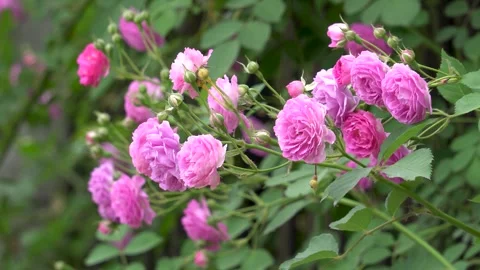 The rose blossoms in spring Stock Footage 277441584