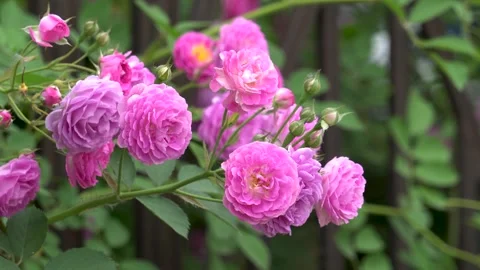 The rose blossoms in spring Stock Footage 277441587