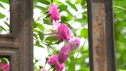 The rose blossoms in spring Stock Footage 277441588