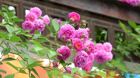 The rose blossoms in spring Stock Footage 277441591
