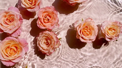 Rose blossoms on water surface, top down view. Slow motion. Soft pink rose in Stock Footage 272594375