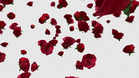 Rose Blowing Up Stock Footage 232245274