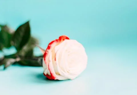 Rose on blue background Stock-Fotos