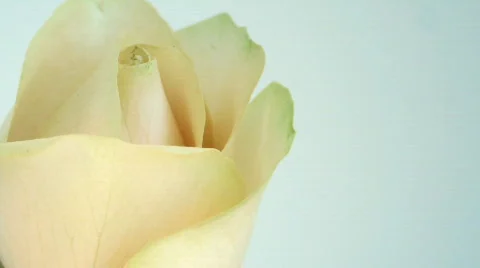 Rose blue Stock Footage 563291