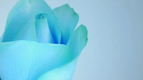 Rose blue Stock Footage 563296