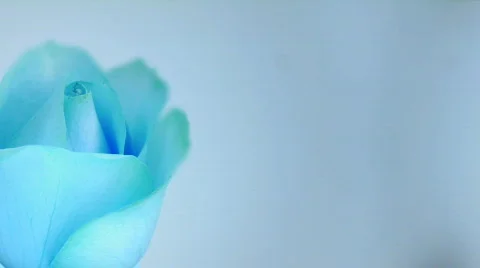 Rose blue light Stock Footage 563306
