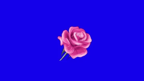 Rose on blue screen background Vídeos de archivo 329331879
