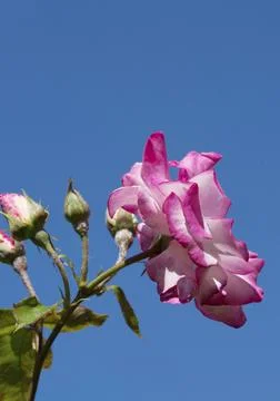 A Rose with blue sky in background, portrait format Stock Photos