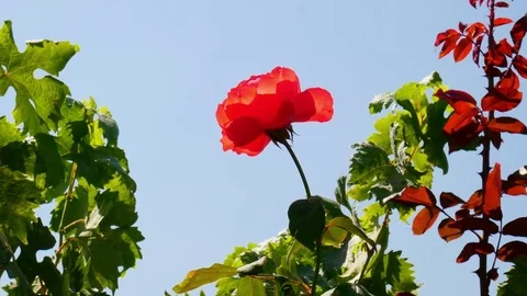 Rose Blue Sky Video stock 83909067