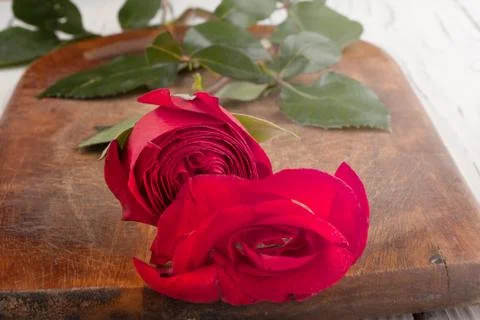 Rose on the boards Stock Photos