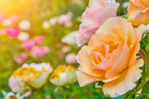 Rose bokeh for background Stock Photos