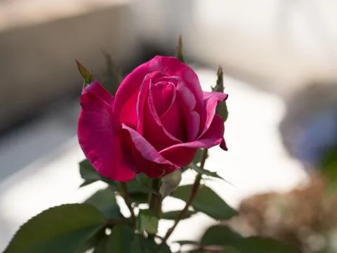Rose Bokeh Stock Photos