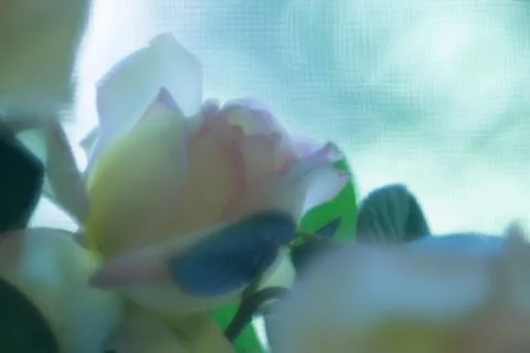Rose Bokeh Stock Photos