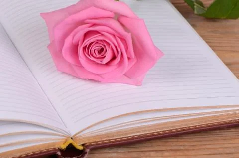 The rose on the book close-up Stock Photos