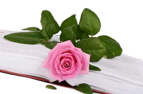 The rose on the book close-up Stock Photos
