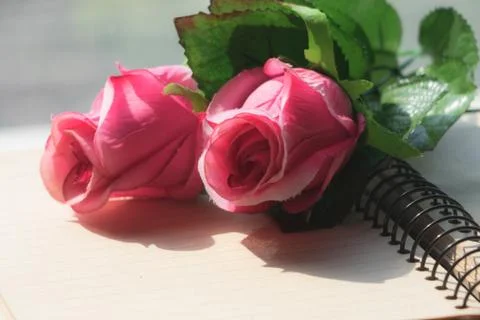 Rose on book Notebook Stock Photos