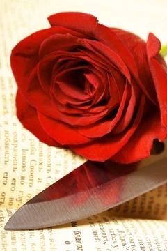 Rose on book  Stock Photos
