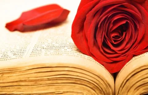 Rose on book  Stock Photos