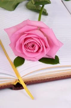 The rose on the book Stock Photos