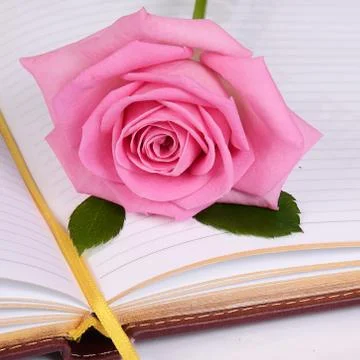 The rose on the book Stock Photos