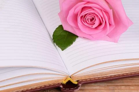 The rose on the book Stock Photos
