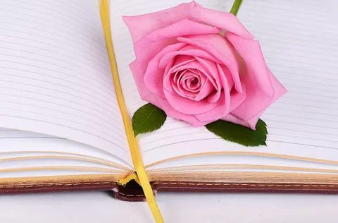 The rose on the book Stock Photos