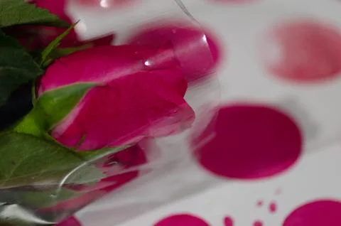 Rose in book Stock Photos