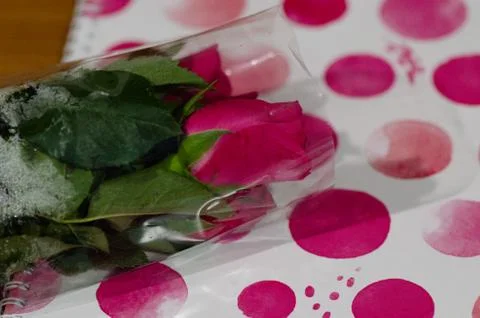 Rose in book Stock Photos