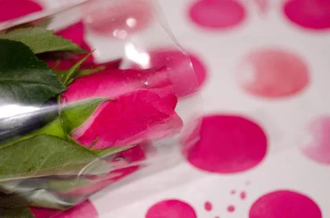 Rose in book Stock Photos