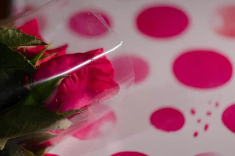 Rose in book Stock Photos