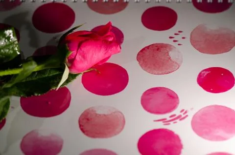 Rose in book Stock Photos