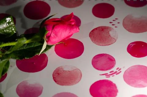 Rose in book Stock Photos