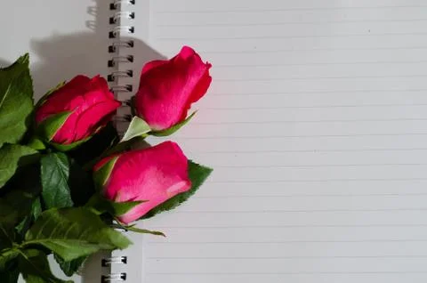 Rose in book Stock Photos