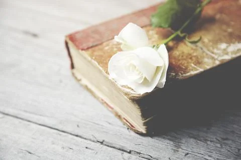 Rose on book Stock Photos
