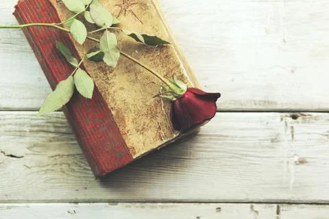 Rose on book Stock Photos