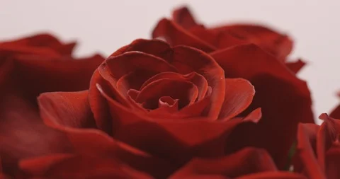 Rose Bouquet CU Stock Footage 127129302