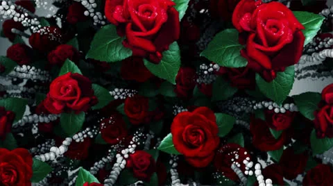 Rose Bouquet Stock-Footage 25003878