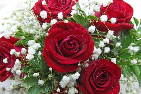 Rose bouquet Stock Photos