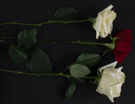 Rose bouquet Photos