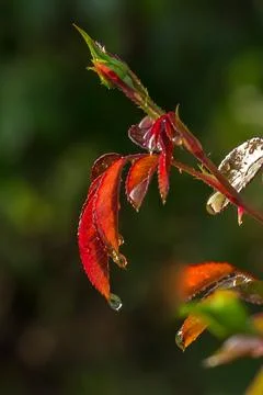 Rose branch with drops Foto stock