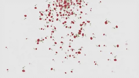 Rose branches falling from the middle of the frame on a transparent background Stock Footage 321006742