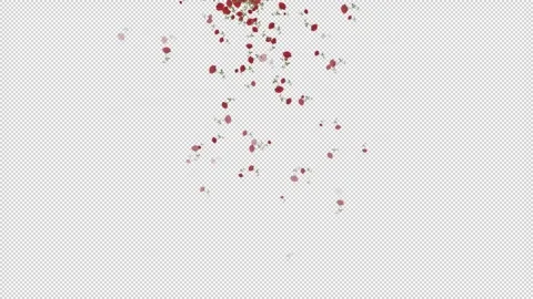 Rose branches falling from top to bottom 스톡 동영상 321006055