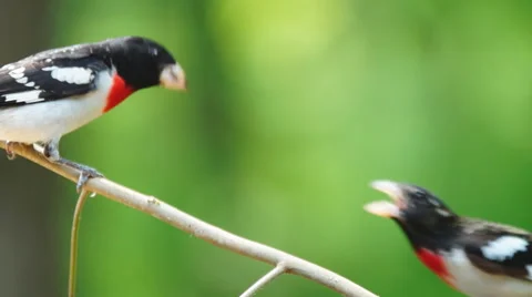 Rose-breasted Grosbeak Видео 49640563