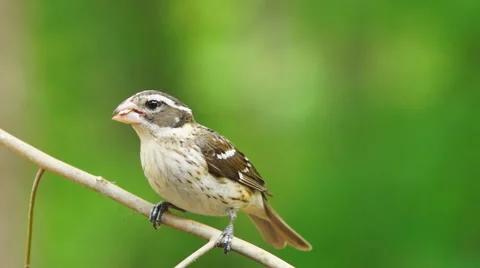 Rose-breasted Grosbeak 库存影片 49664295