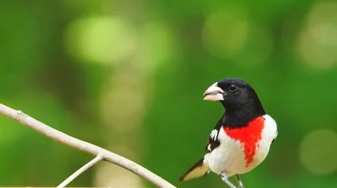 Rose-breasted Grosbeak Stock Footage 49664430