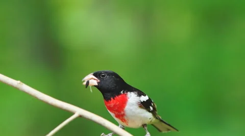 Rose-breasted Grosbeak Видео 49664558